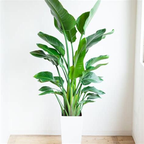 風水植物種類