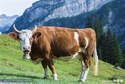 牛的圖片