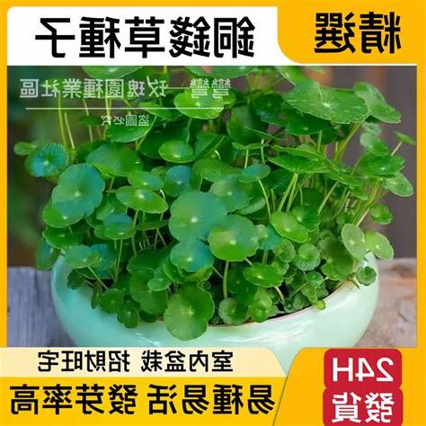 銅錢草種子種植