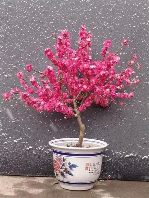 家中種桃花