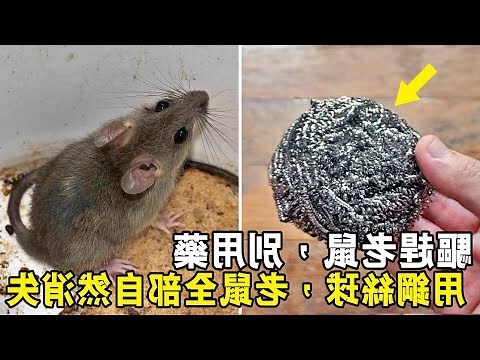 老鼠大便長怎樣