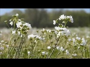 桃花順