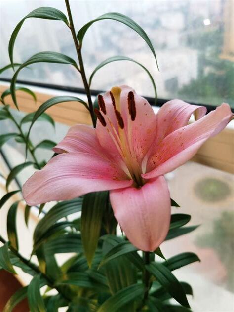 百合花有毒