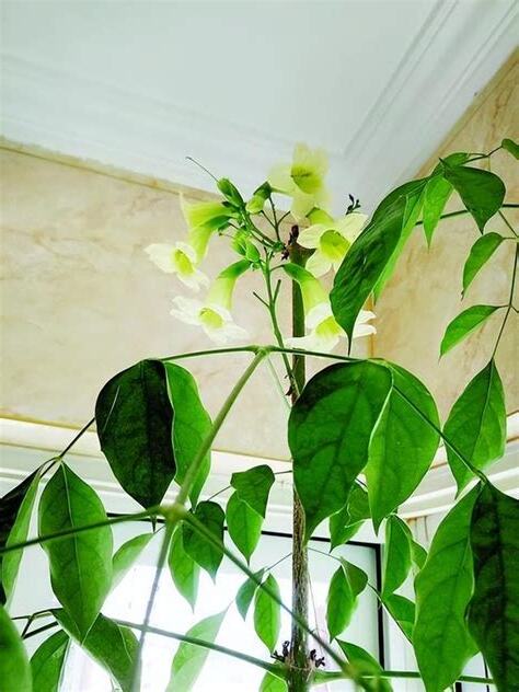 富貴樹開花