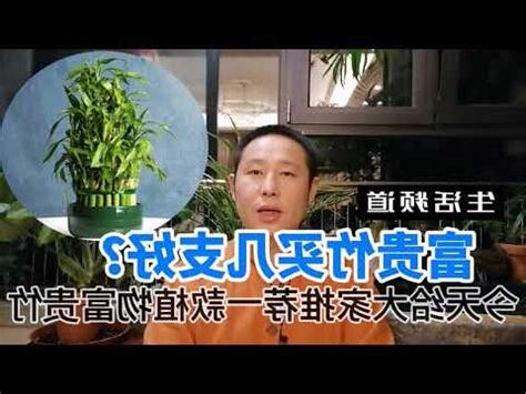 2023文昌位富貴竹