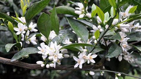 橘子樹開花