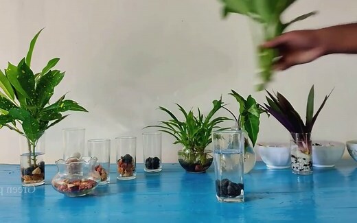 家庭水培植物