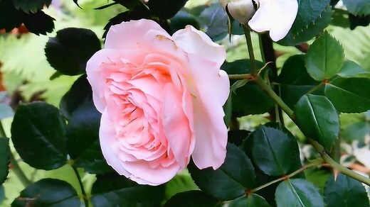 玫瑰花照片