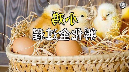孵蛋