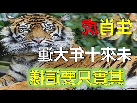 1974屬虎幸運數字