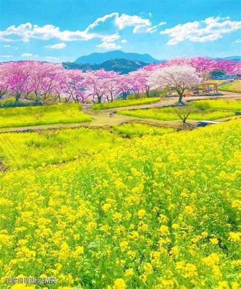 手機拍風景