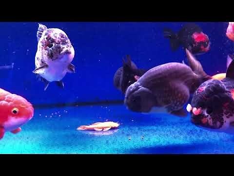 金魚要養幾隻