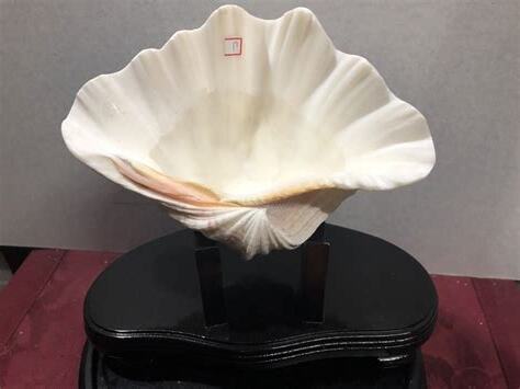 硨磲貝價格