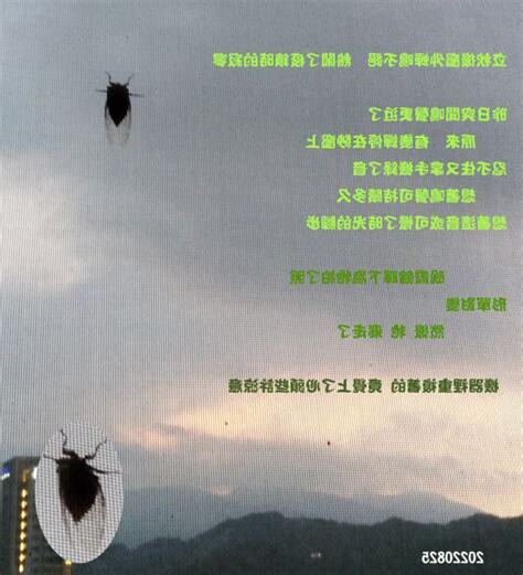 蟬停在紗窗上