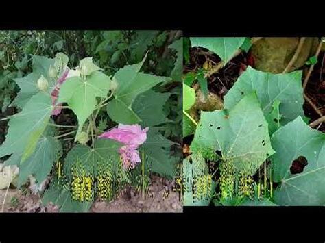 山芙蓉禁忌
