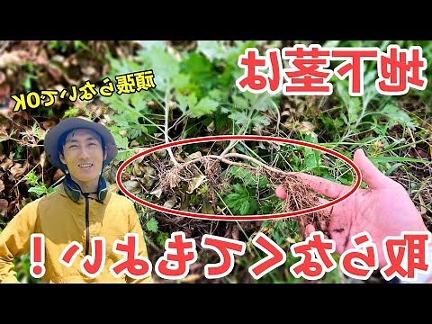 地下樹根位置