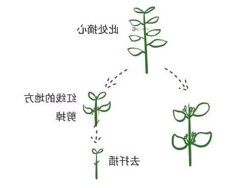 植物摘心是什麼意思