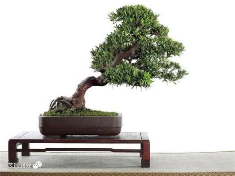 羅漢松種植風水