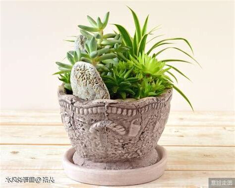盆栽枯萎風水
