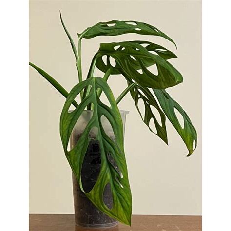 窗口龜背芋