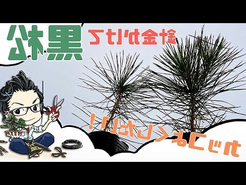 樹幹開花