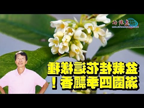 桂花的種類