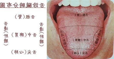舌頭對應器官