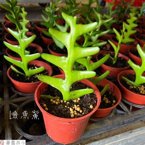 鯊魚劍仙人掌風水