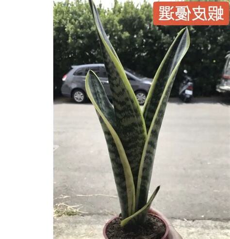 虎尾蘭放哪裡