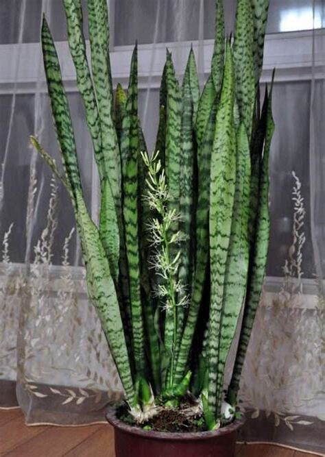虎尾蘭開花後