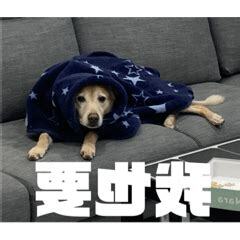 臭頭貼