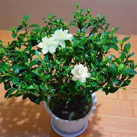 梔子花怎麼養