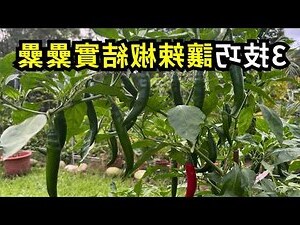 辣椒盆栽
