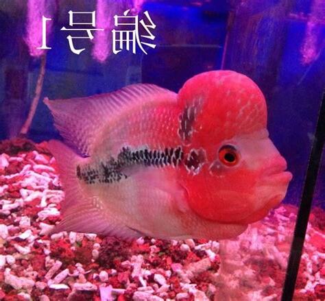 花罗汉鱼风水