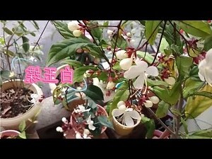 白玉蝶風水