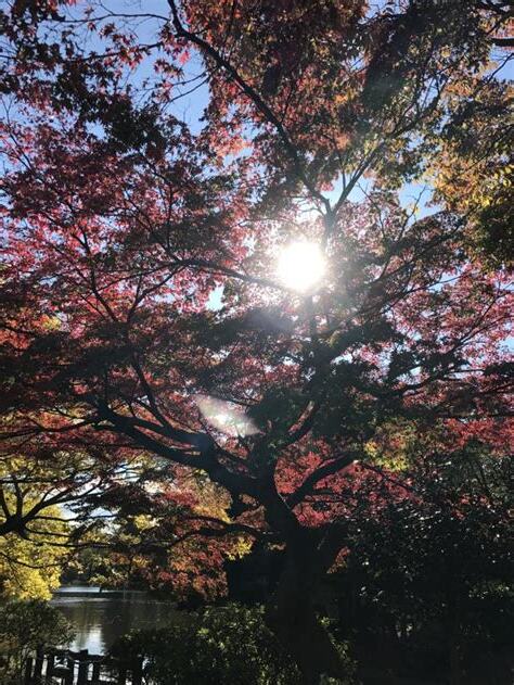 樹脈