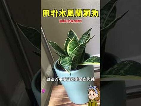 寶扇虎尾蘭風水