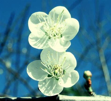 梅花幾月開花
