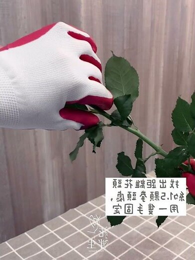 玫瑰為什麼有刺