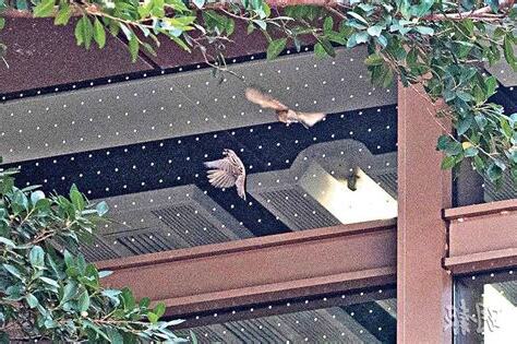 鳥死在門口