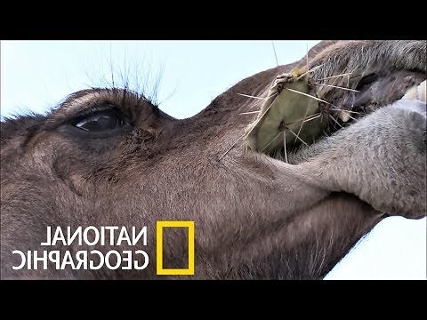 仙人掌特性