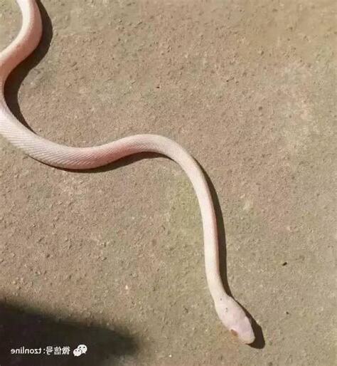 夢見粉紅色的蛇