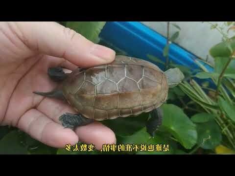 墨化草龜