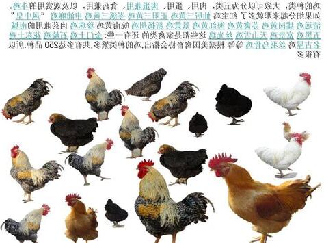 禽類有哪些