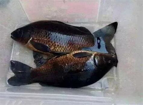 黑色鯉魚