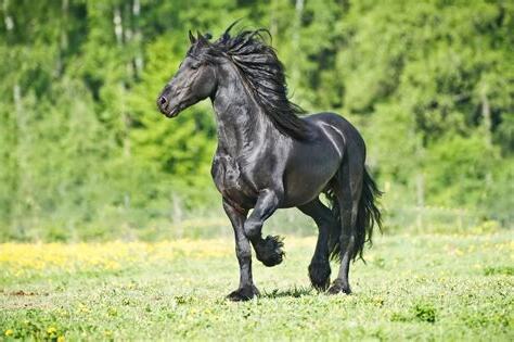 黑色的馬