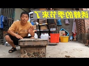 如何趕走蜜蜂