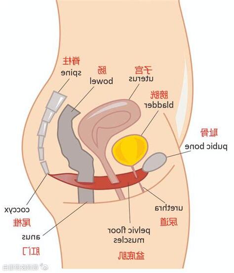 膀胱在那裡