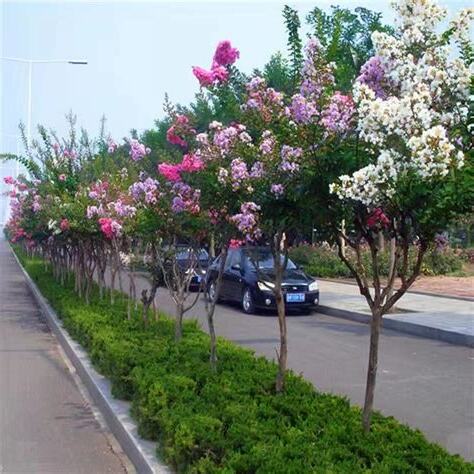 紫薇樹種植
