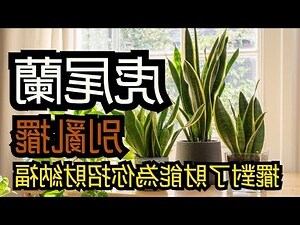 可不可虎尾